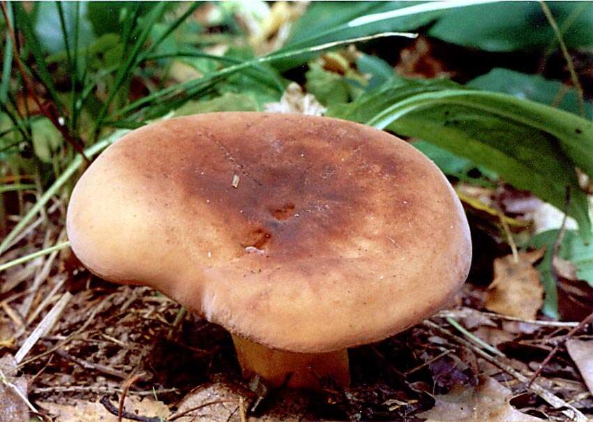 Image of Tawny Milkcap