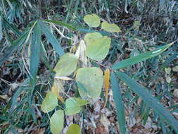 Imagem de Akebia trifoliata (Thunb.) Koidz.