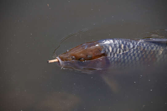 Image of common carp, carp