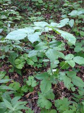 Imagem de Toxicodendron radicans (L.) Kuntze