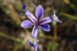 Image de blue flag iris versicolore