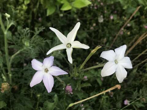 Image of longflower tobacco