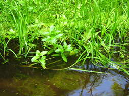 Image of flote-grass, floating sweet-grass