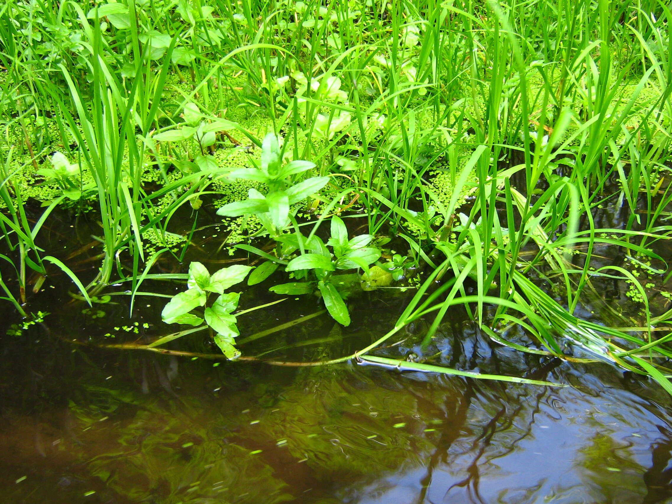 Imagem de Glyceria fluitans (L.) R. Br.