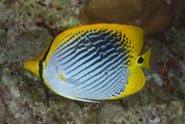 Image of Spot-tail Butterfly Fish