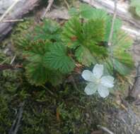 Sivun Rubus lasiococcus A. Gray kuva