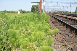 Image of Great Horsetail