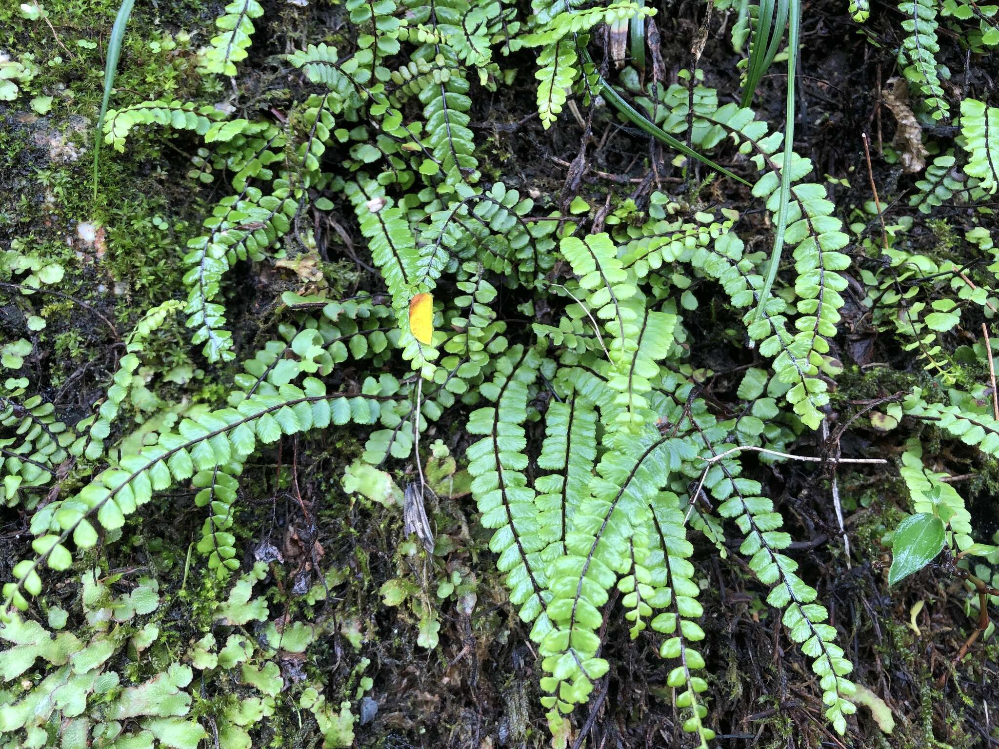 Image de Asplenium tripteropus Nakai