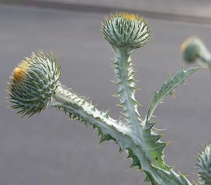 Image of Cotton Thistle