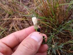 Image of prairie false willow