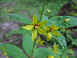 Image of whorled yellow loosestrife