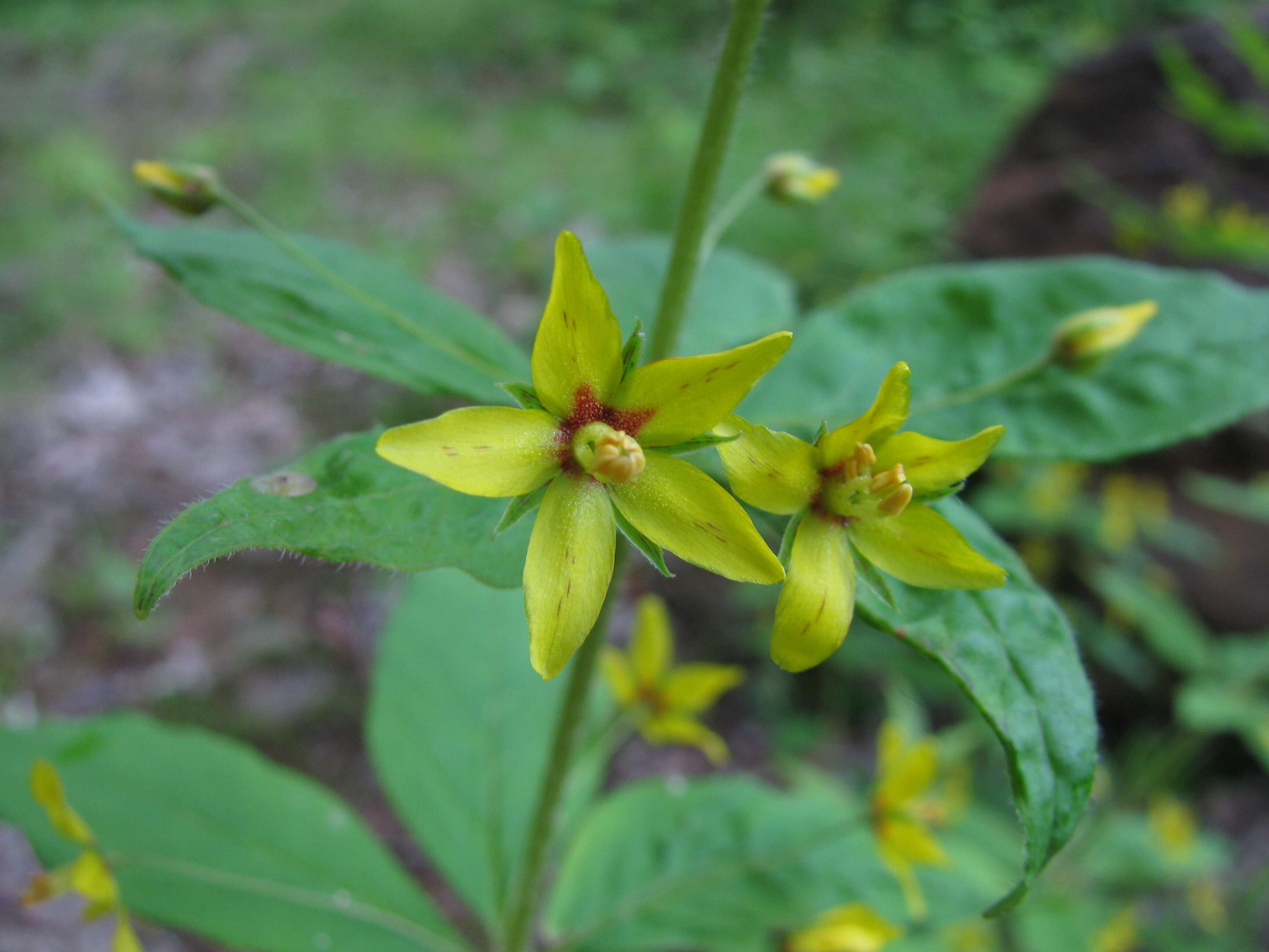 Image of whorled yellow loosestrife