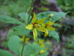 Image of whorled yellow loosestrife