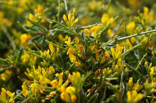 Image of Anthyllis hermanniae subsp. corsica