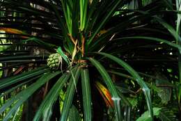 Image of Pandanus mayotteensis H. St. John