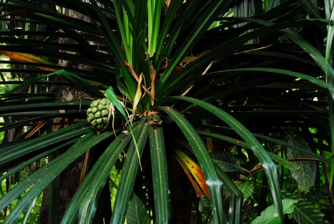 Image of Pandanus mayotteensis H. St. John