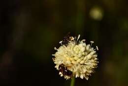 Image of Cephalaria humilis (Thunb.) Roem. & Schult.