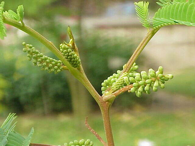 Image of plume albizia