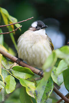 Image of Light-vented Bulbul