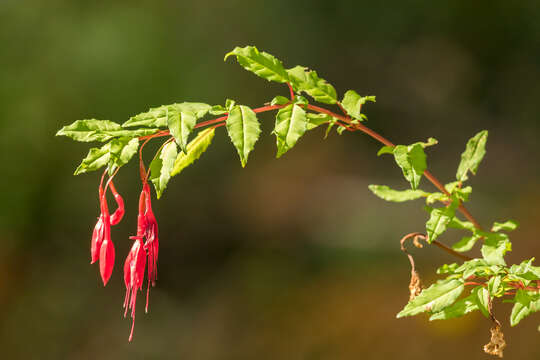 Imagem de Fuchsia magellanica Lam.