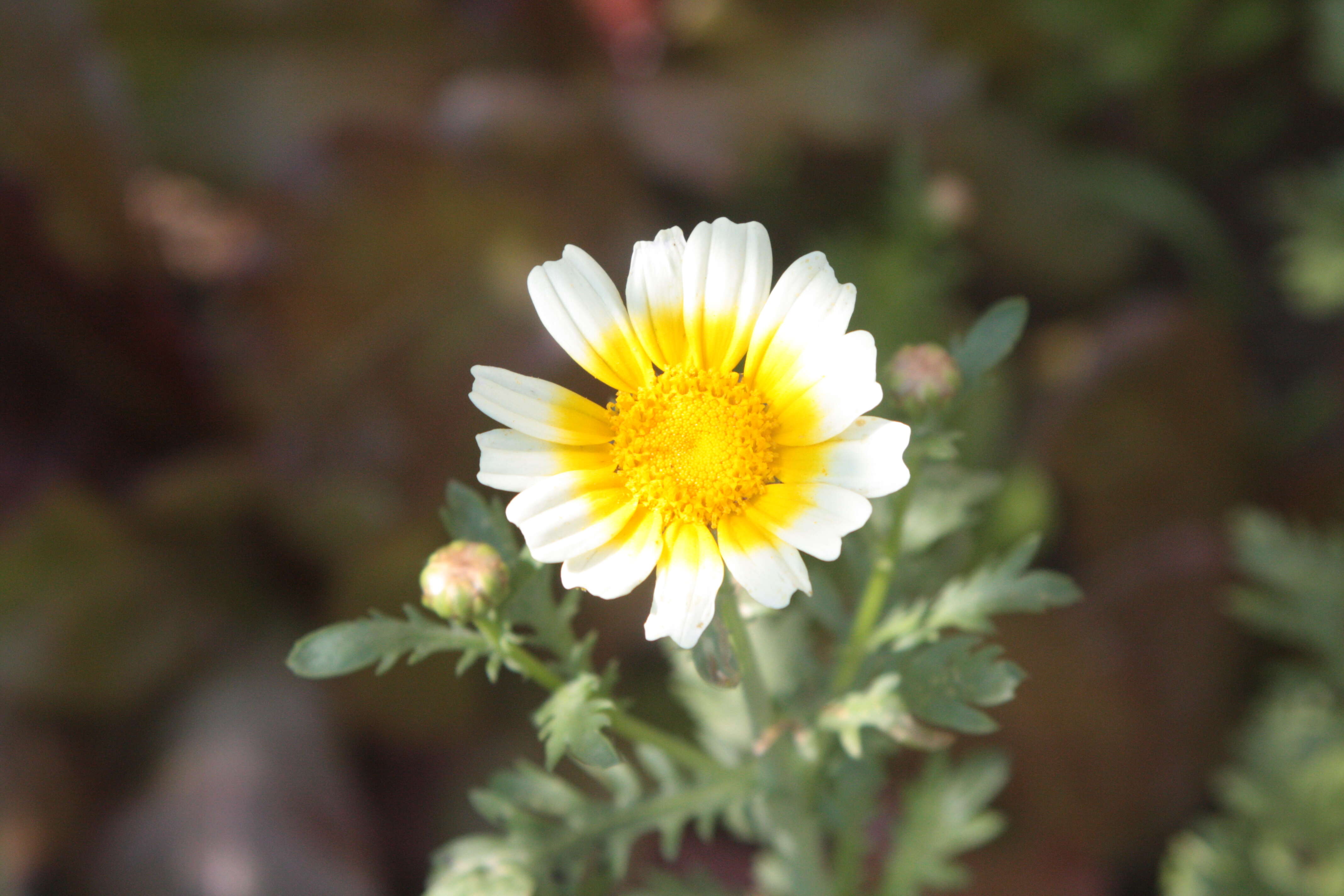 Image of Crown daisy