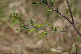 Image of Salix subfragilis Anderss.