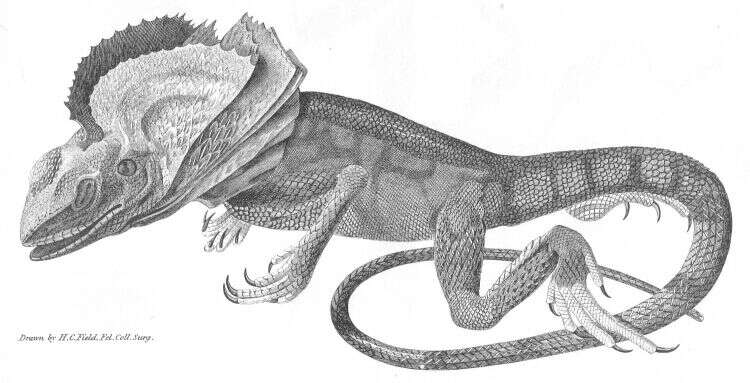 Image of Frilled Lizard