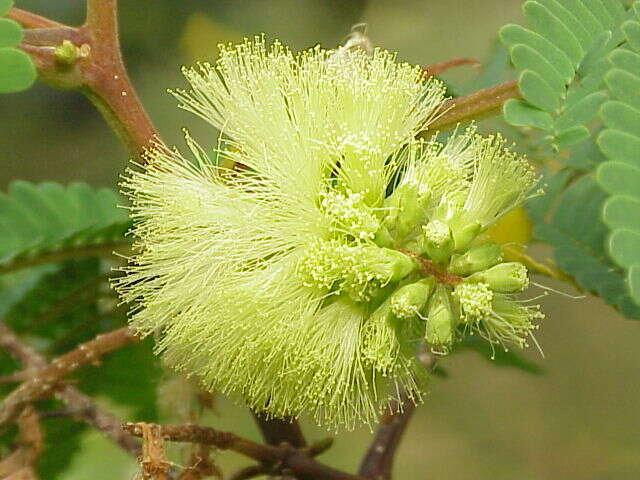 Image of plume albizia