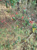 صورة Cestrum fasciculatum (Schltdl.) Miers