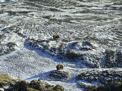 Image of muskox