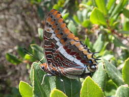 Charaxes jasius Linnaeus 1767的圖片