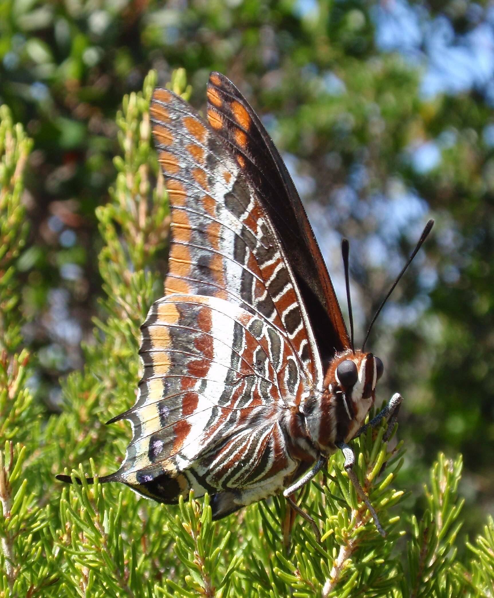 Image of Two-tailed Pasha