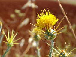 Image of yellow star-thistle