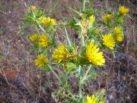 Image of Spanish oyster thistle