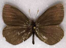 Erebia fasciata Butler 1868 resmi