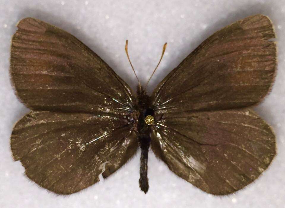 Erebia fasciata Butler 1868 resmi