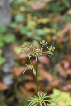 Image of Ostericum maximowiczii (Fr. Schmidt) Kitag.