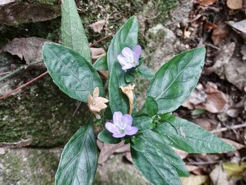 Strobilanthes tetraspermus Druce resmi