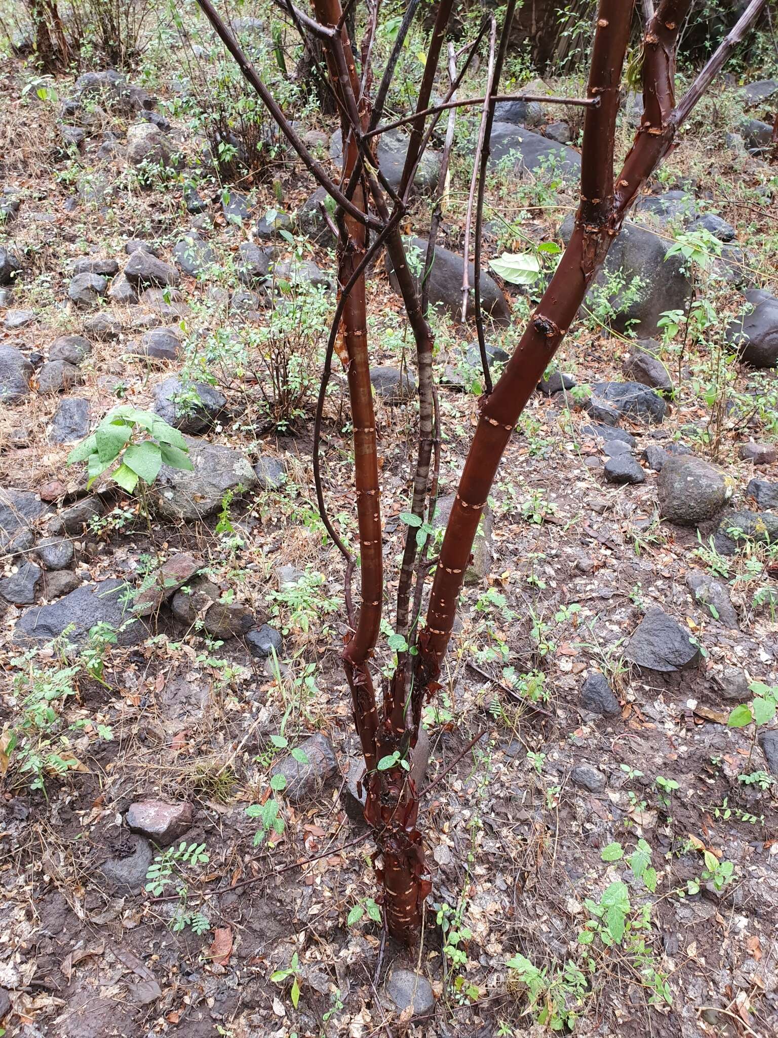 Image of Euphorbia macvaughii Carvajal & Lomelí