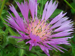 Image of Centaurea pullata L.