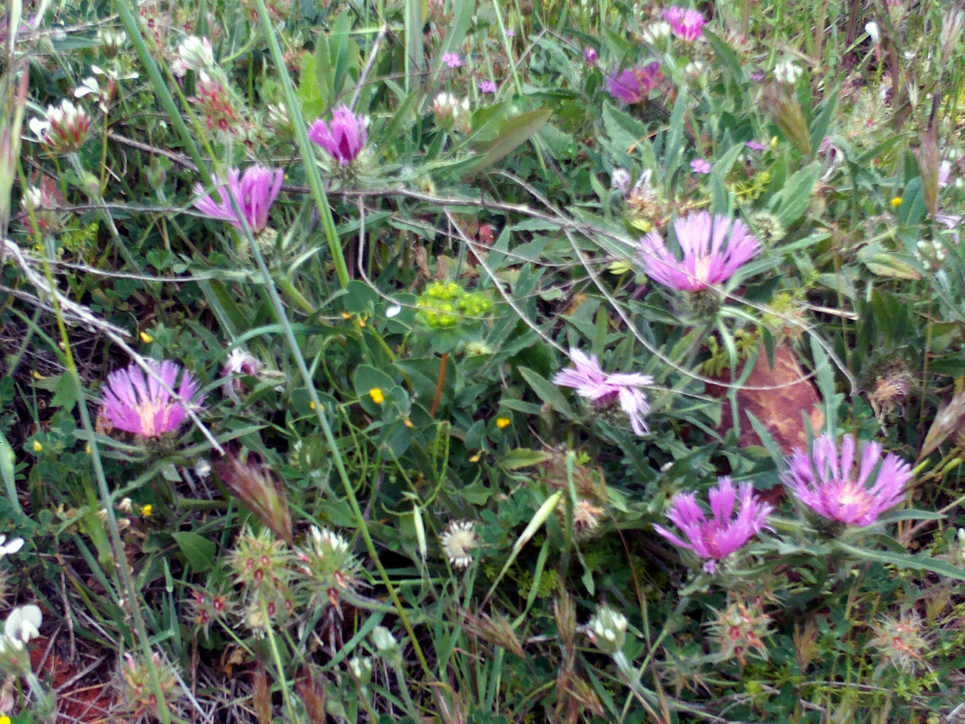 Image of Centaurea pullata L.