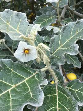 Image de Solanum marginatum L. fil.