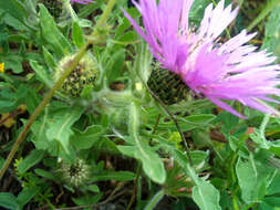 Image de Centaurea pullata L.