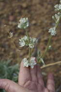 Image of pine green gentian