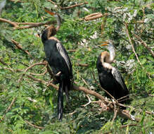 Image of Oriental Darter