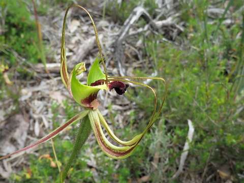 Image de Caladenia attingens Hopper & A. P. Br.