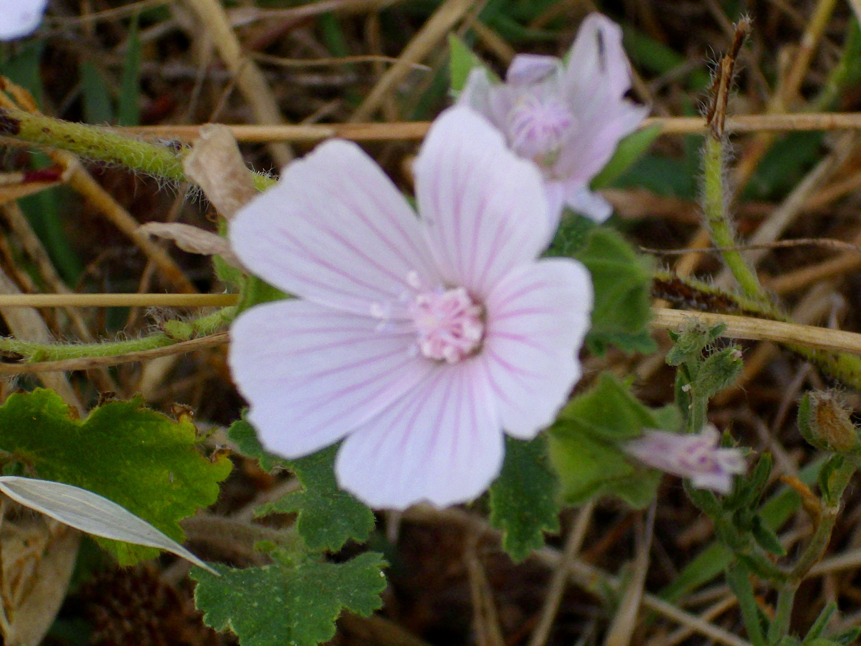 Image of common mallow