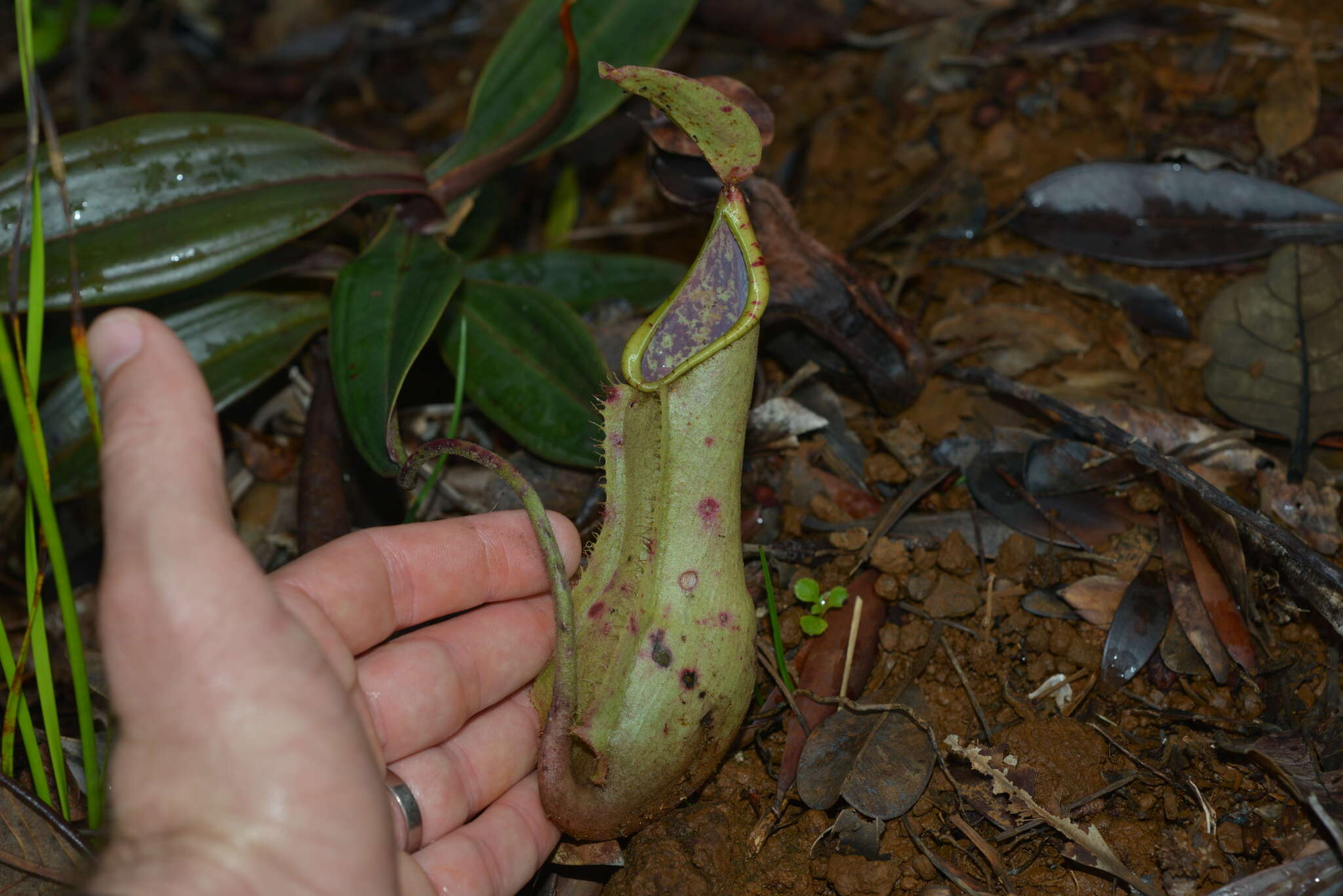 Image of Nepenthes vieillardii Hook. fil.