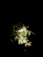 Image of Indian Nightjar