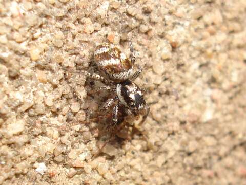 Image of Zebra spider